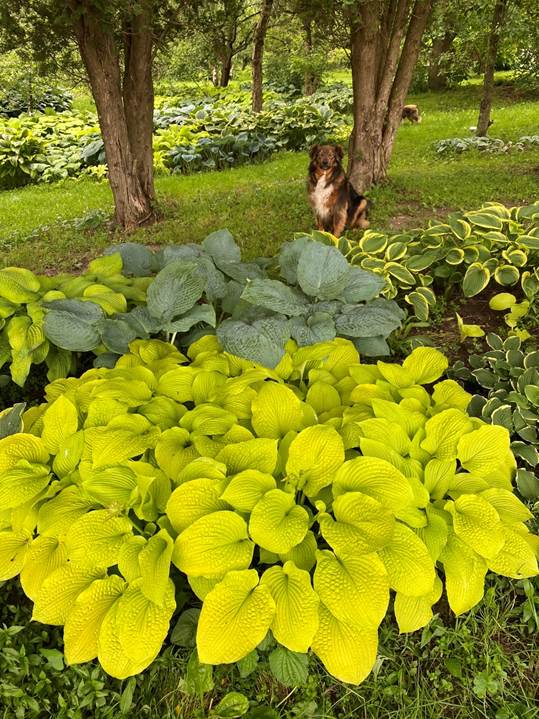 A dog sitting in a garden

Description automatically generated