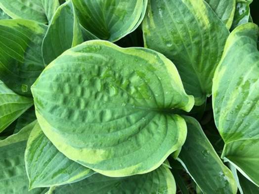 Hosta