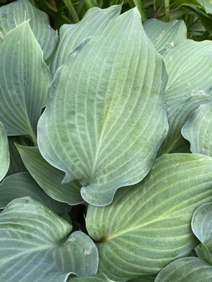 Close-up of a large leaf

Description automatically generated