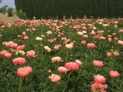 A field of pink flowers

Description automatically generated with medium confidence